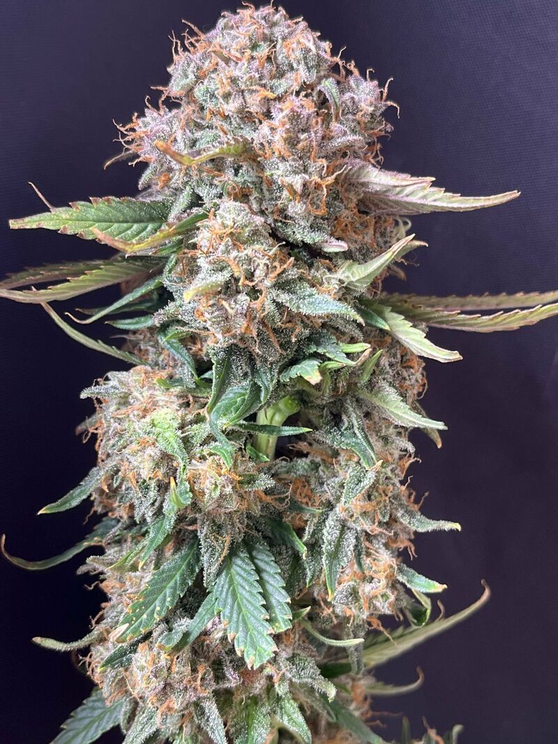 Sour Jealousy Auto, Фасовка: 3, изображение 5